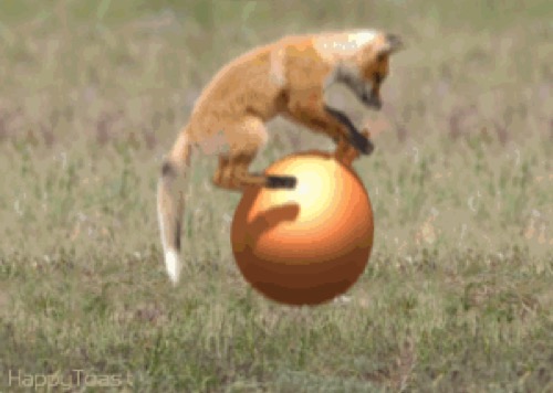 Fox Jump