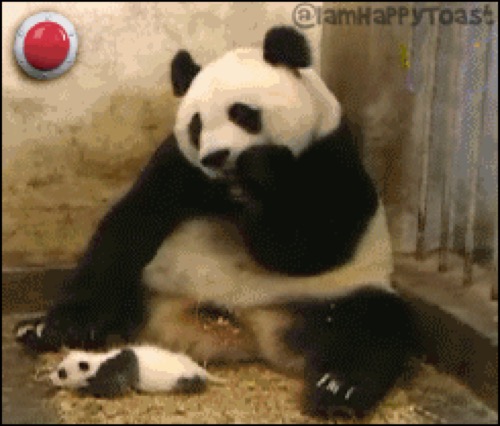 Panda Flu