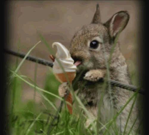 Rabbit Ice Cream