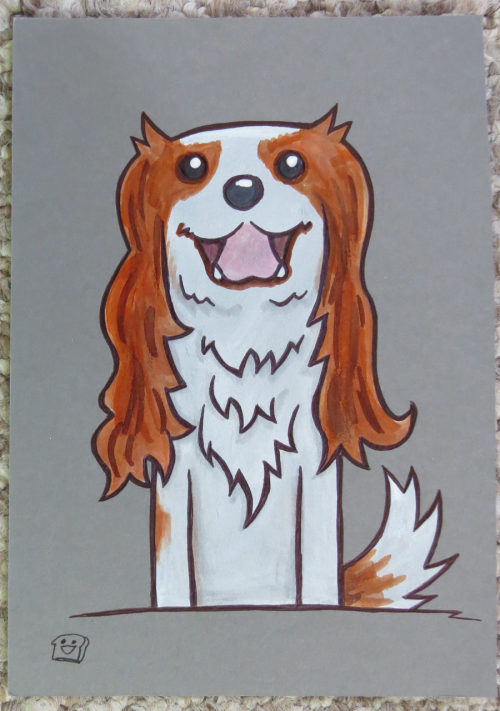 Dog - Cavalier King Charles Spaniel